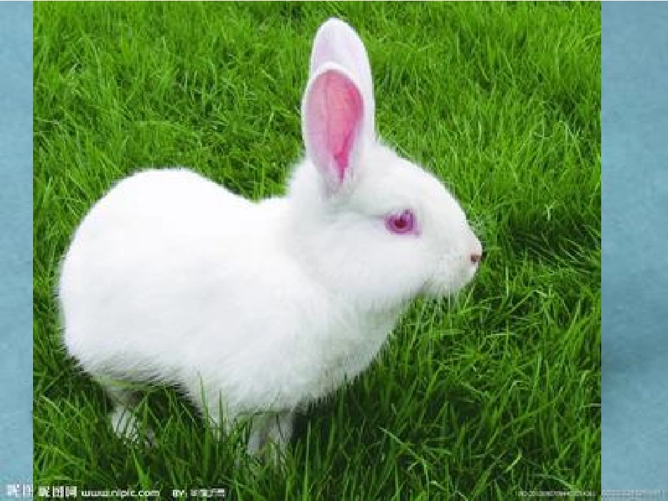 口语交际：介绍一种动物_第2页