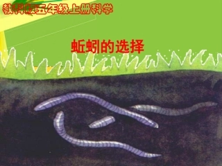 （教科版）五年级科学上册课件蚯蚓的选择1