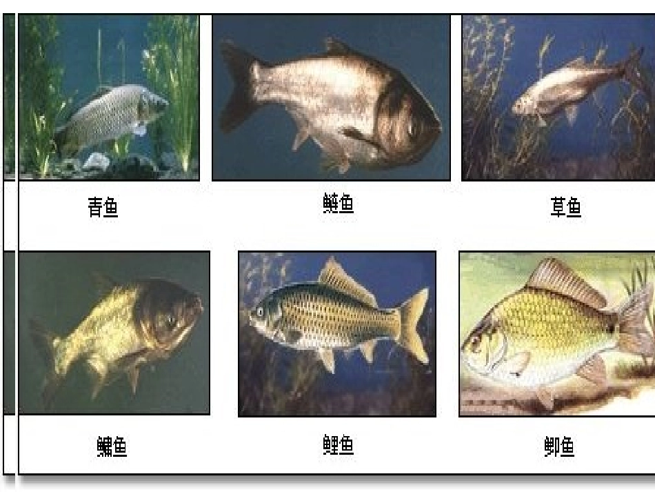 第12-13课时24常见的动物脊椎动物_第3页