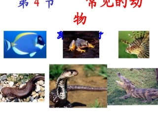 第12-13课时24常见的动物脊椎动物