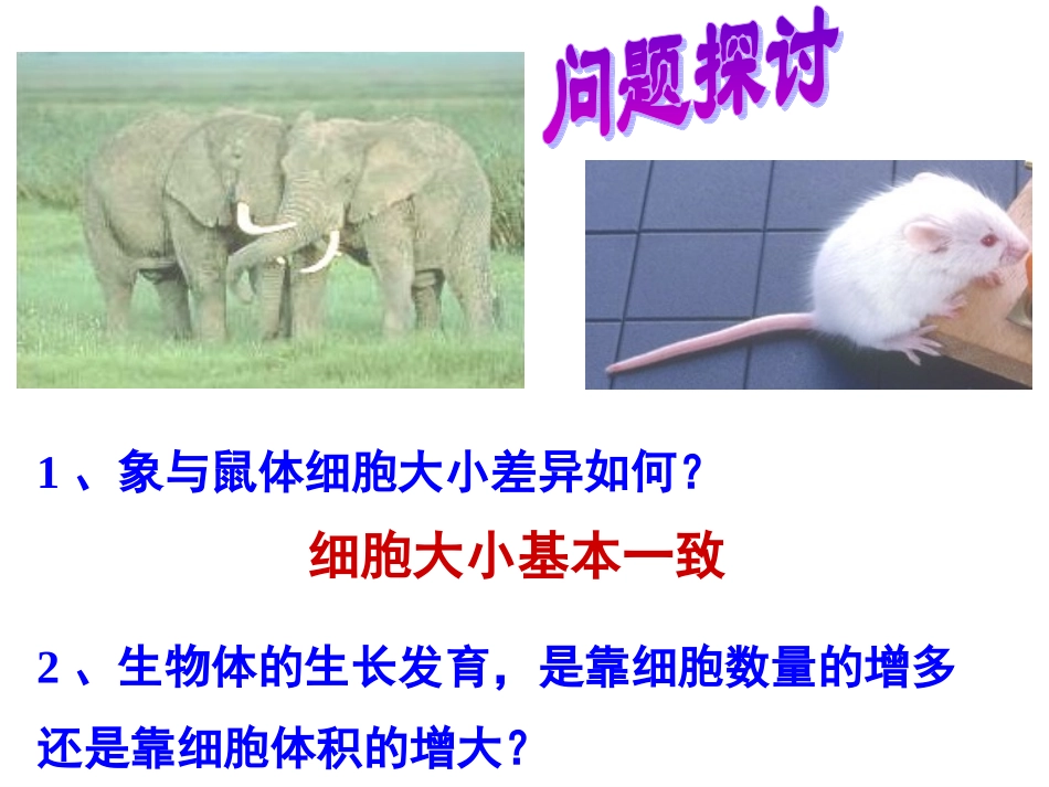 细胞增殖课件_第3页