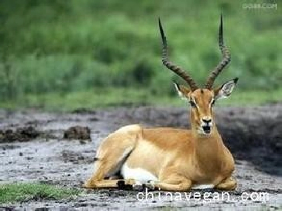 藏羚羊的故事——课件_第2页