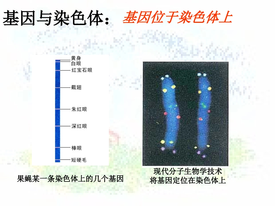 基因是有遗传效应的DNA片段(2017届上课）_第2页