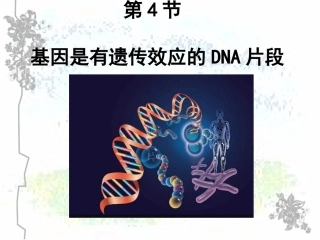基因是有遗传效应的DNA片段(2017届上课）