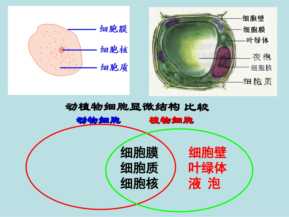 组织系统和器官_第3页