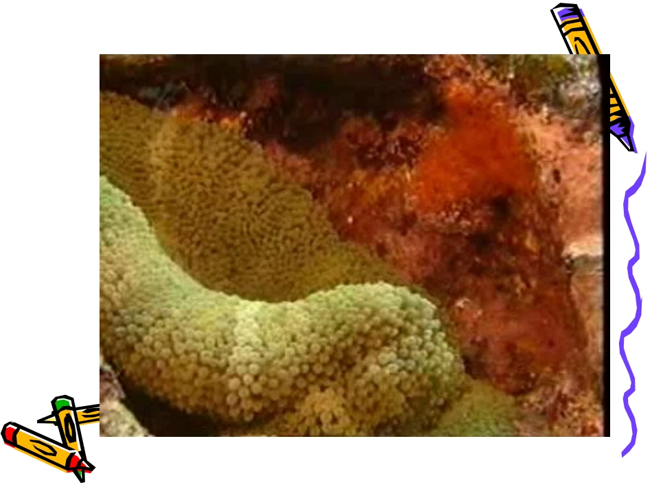 海底世界课件_第3页