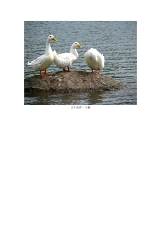 三个伙伴一个桩