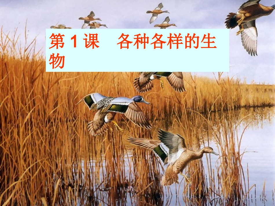 第1课各种各样的生物_第1页