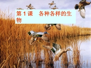 第1课各种各样的生物