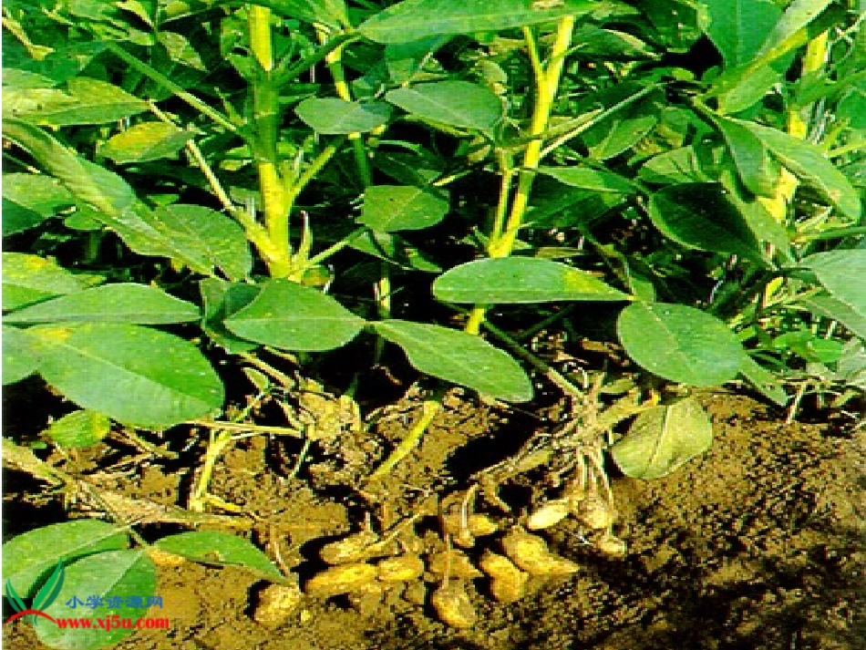 人教版公开课《落花生》课件4_第3页