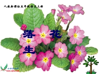 人教版公开课《落花生》课件4