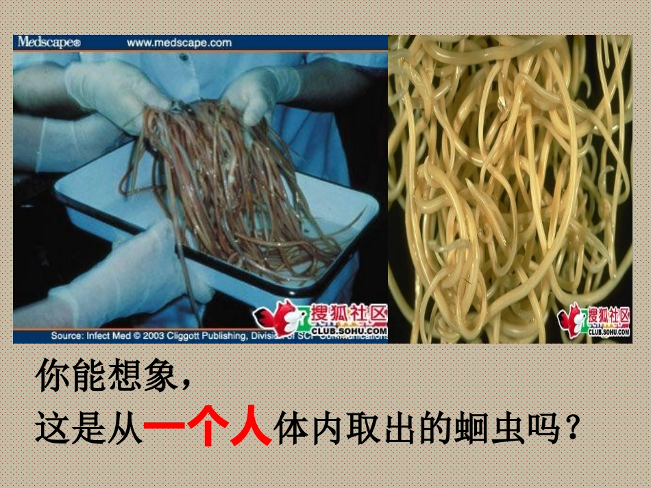 第二节-线形动物和环节动物课件_第2页