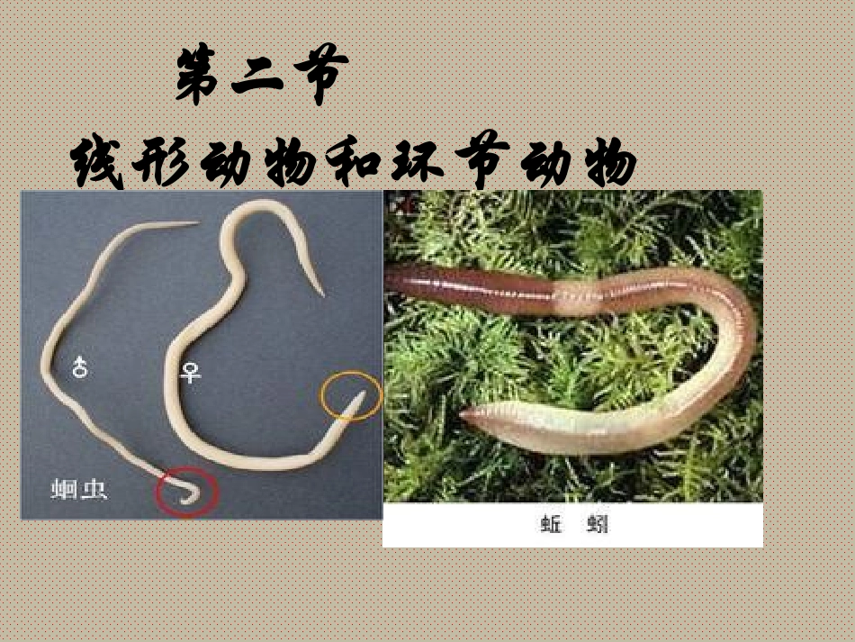 第二节-线形动物和环节动物课件_第3页