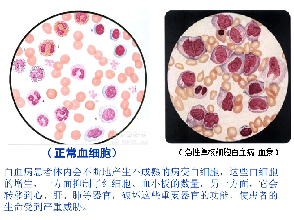 范侠细胞的分化和癌变_第3页
