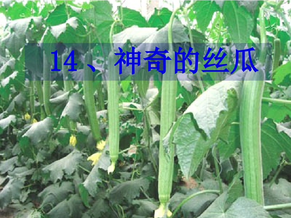 《神奇的丝瓜》课件_第1页