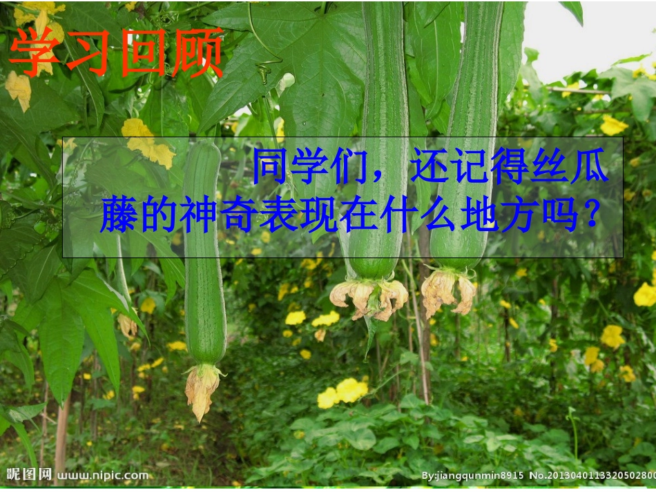 《神奇的丝瓜》课件_第2页