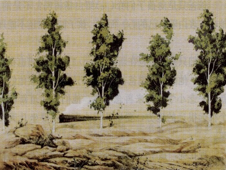 《白杨》课件_第2页