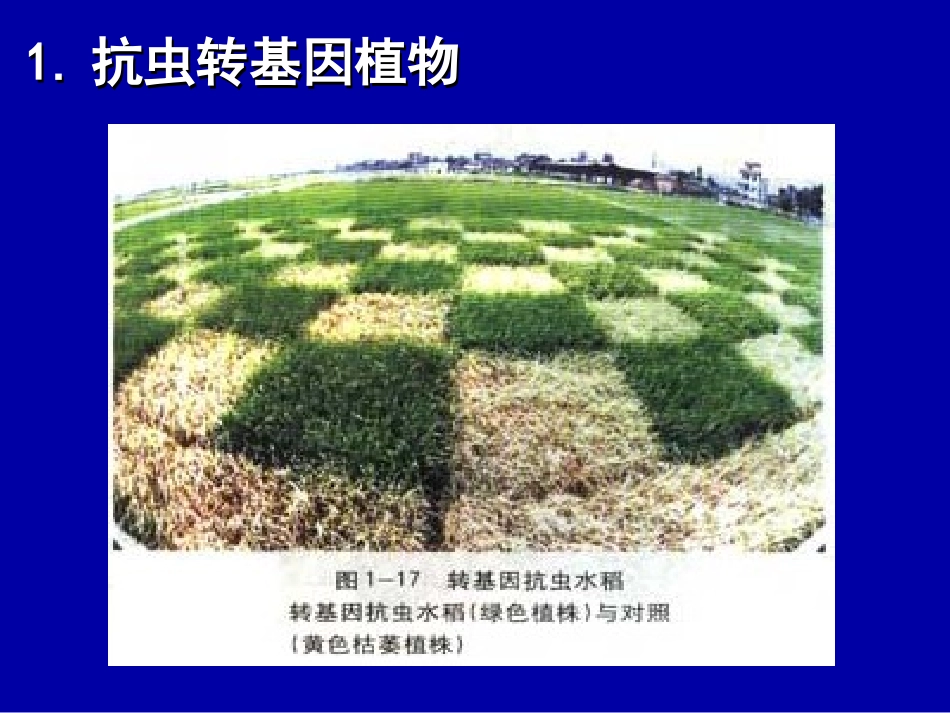 基因工程的应用 _第3页