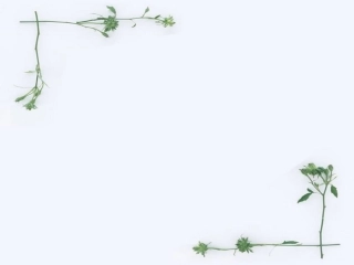 课件背景（白底绿草框）