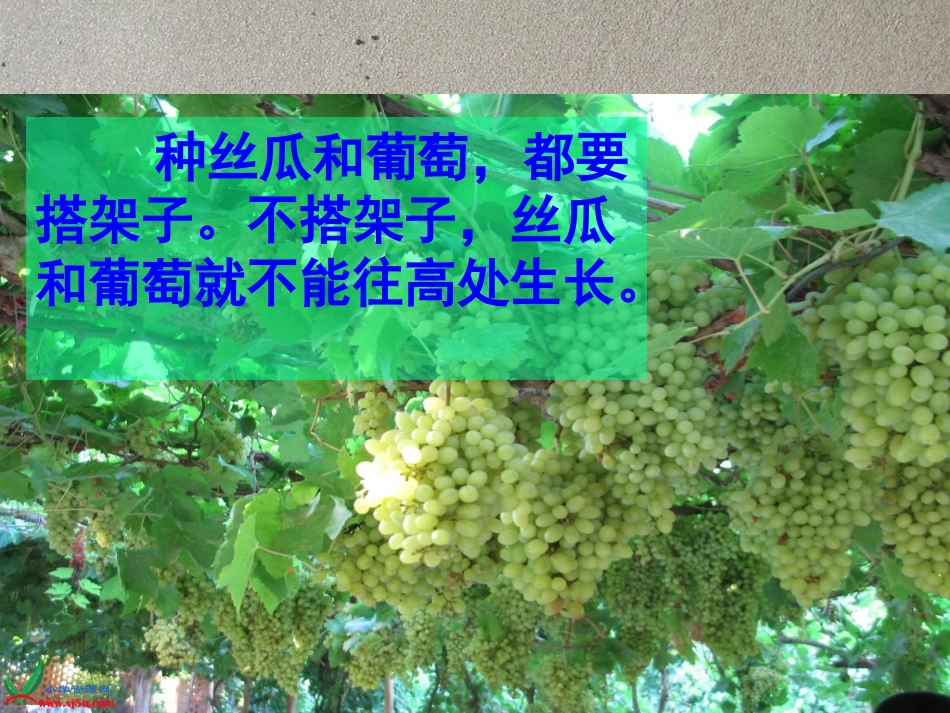 ·爬山虎的脚_第1页