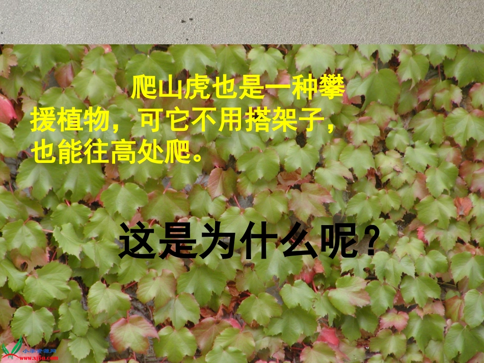·爬山虎的脚_第2页