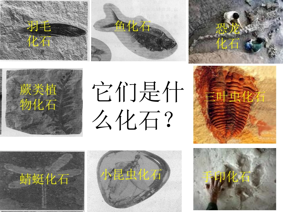 化石告诉什么_第2页