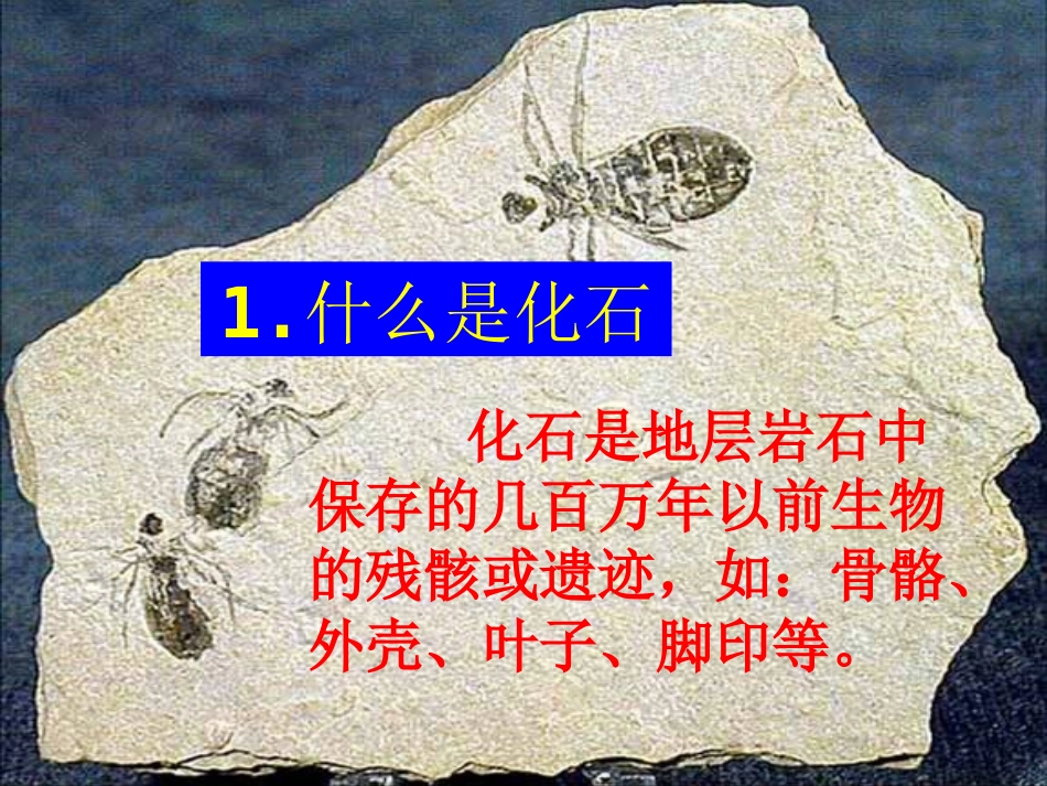 化石告诉什么_第3页