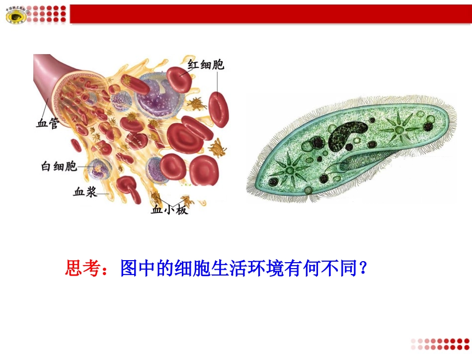 第一节内环境与稳态_第3页