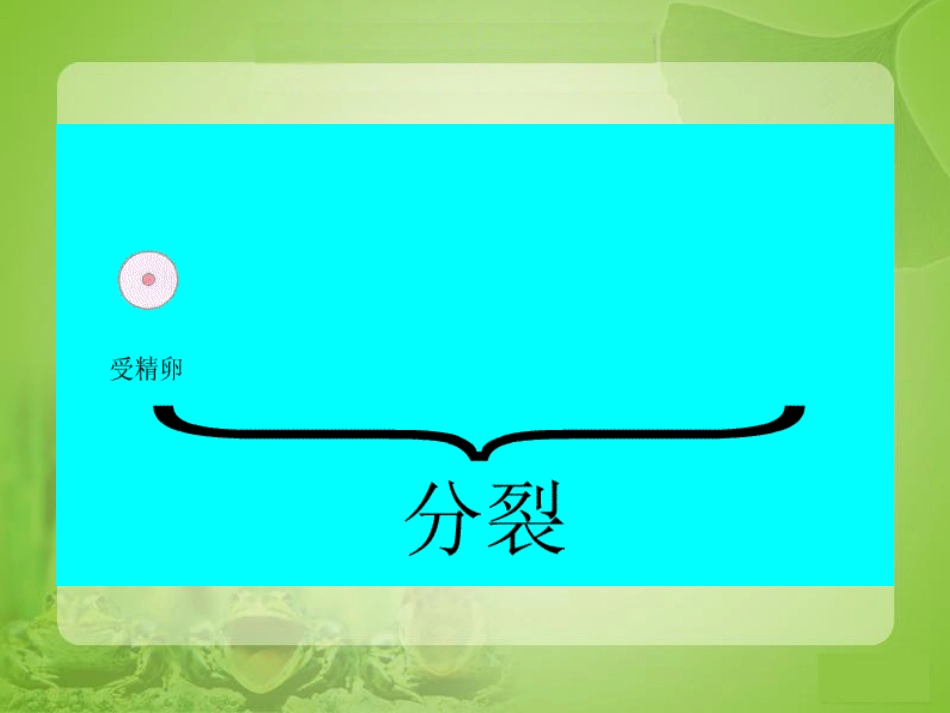 第二章第一节细胞通过分裂产生新细胞_第3页