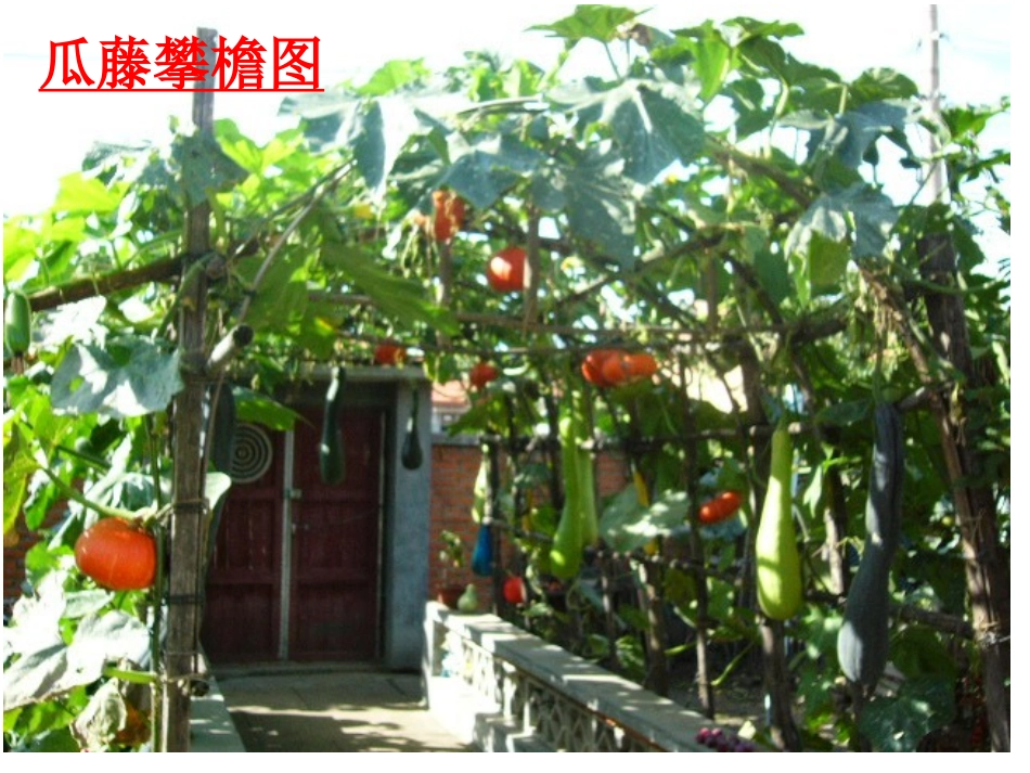 人教版四年级下册语文课件《乡下人家》 (2)_第3页