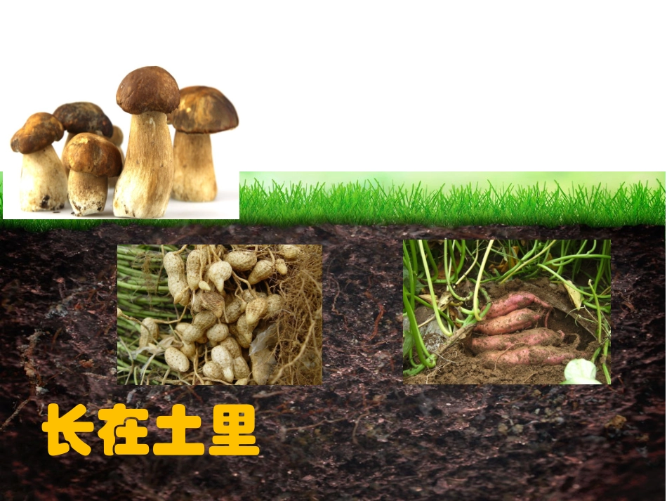 种子藏在哪里_第1页