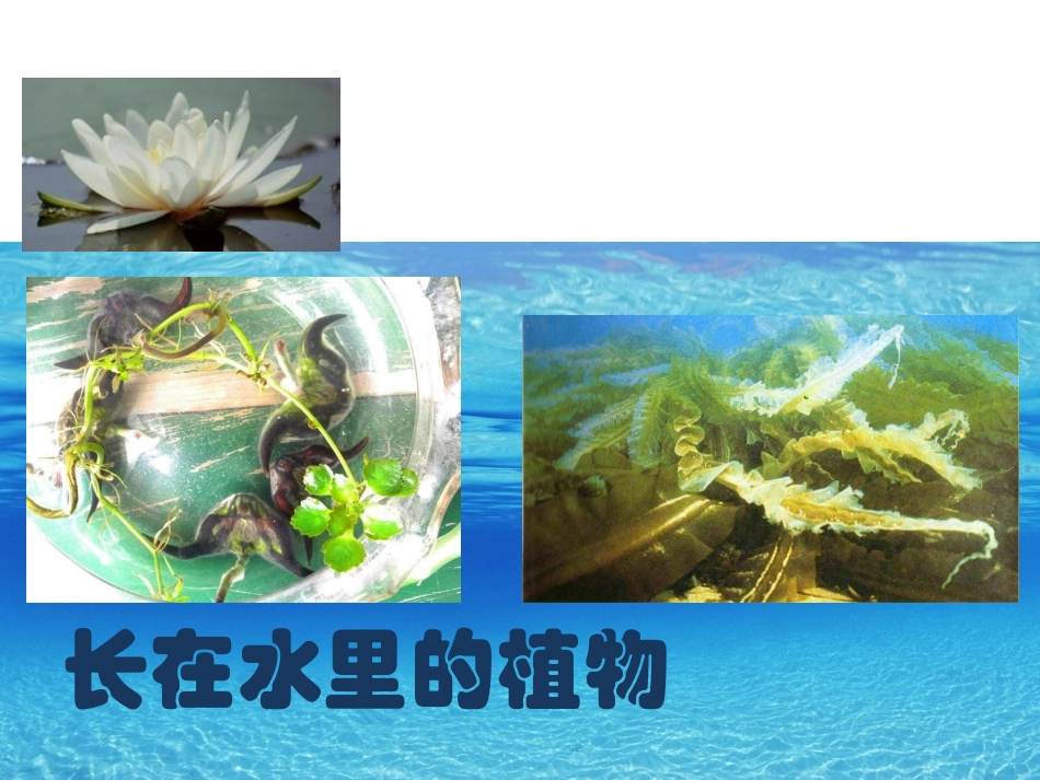 种子藏在哪里_第2页