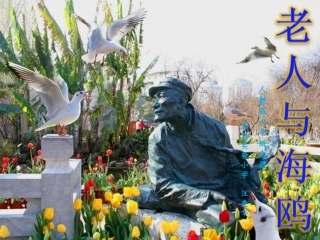 老人与海鸥(确定）