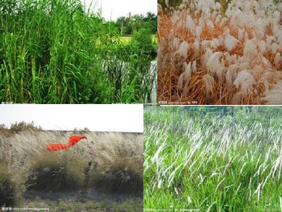 芦花荡 (3)_第3页