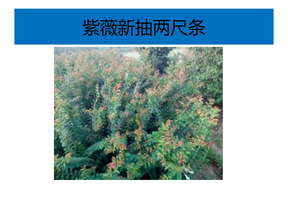 西湖游园之二_第3页