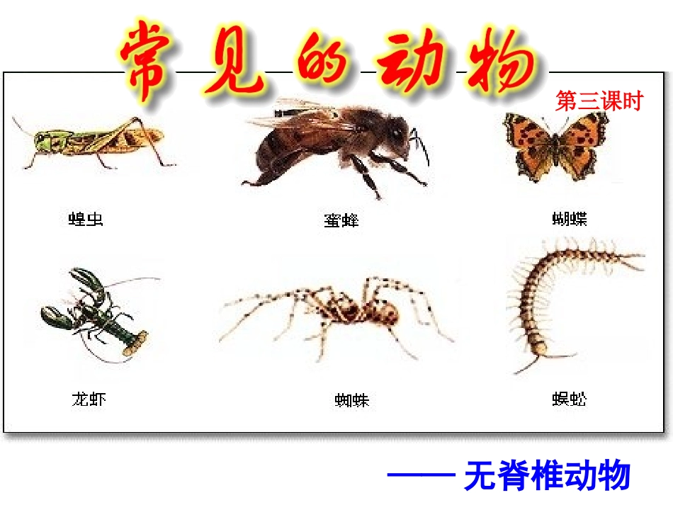 常见的动物3_第1页