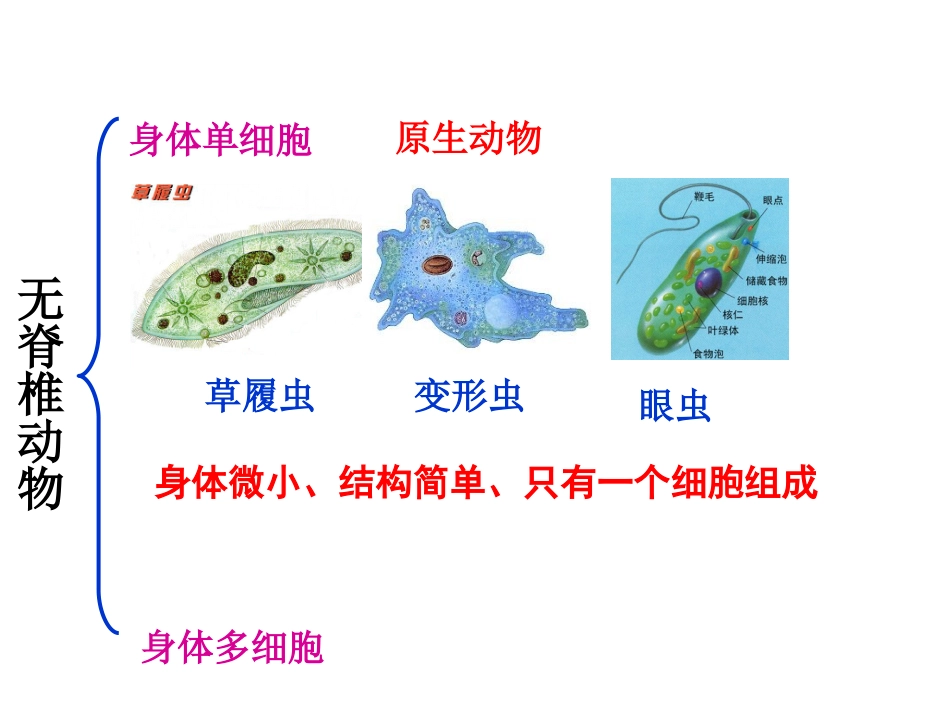 常见的动物3_第3页