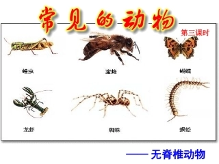 常见的动物3