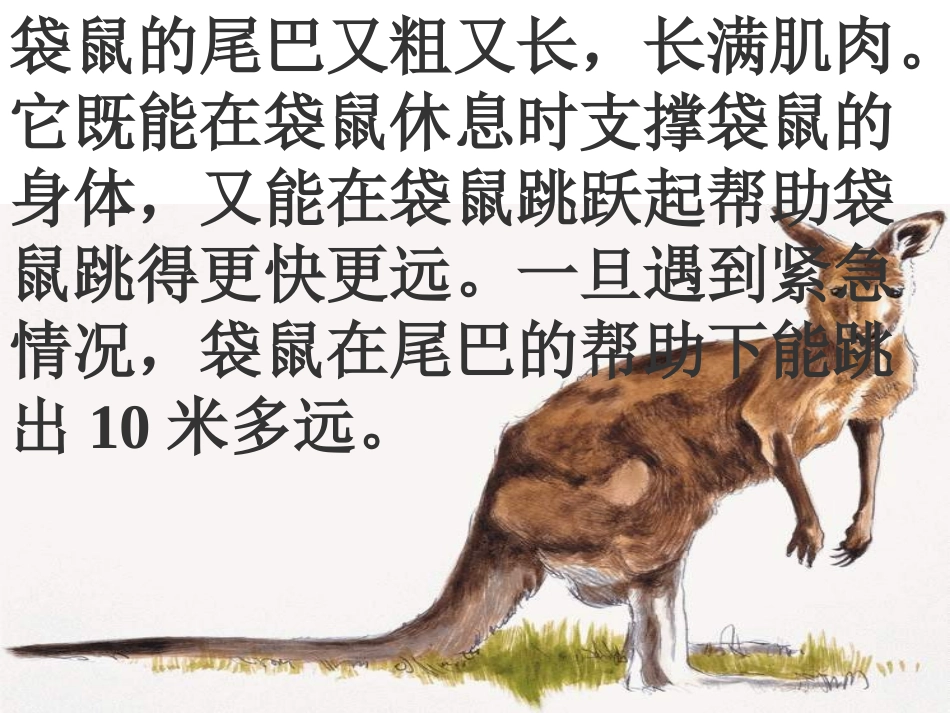 认识动物尾巴的作用_第2页