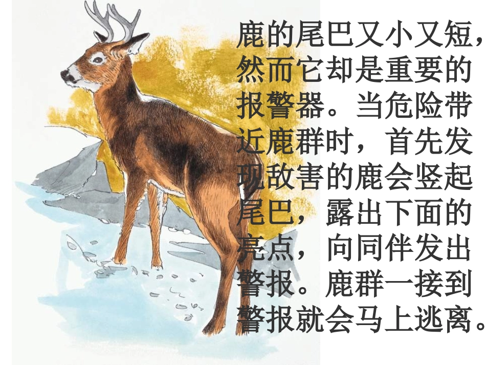 认识动物尾巴的作用_第3页