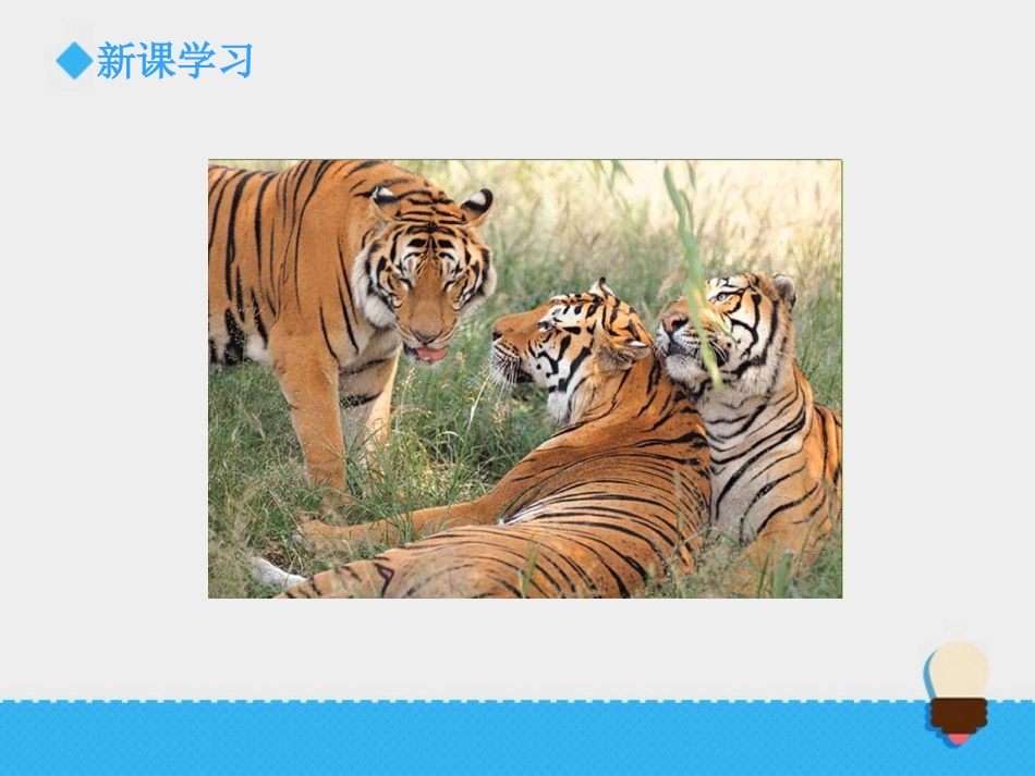 《种类繁多的动物》课件1_第3页