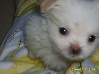 动物是怎样繁殖后代