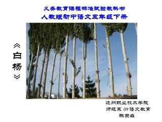 白杨_PPT_PPT课件