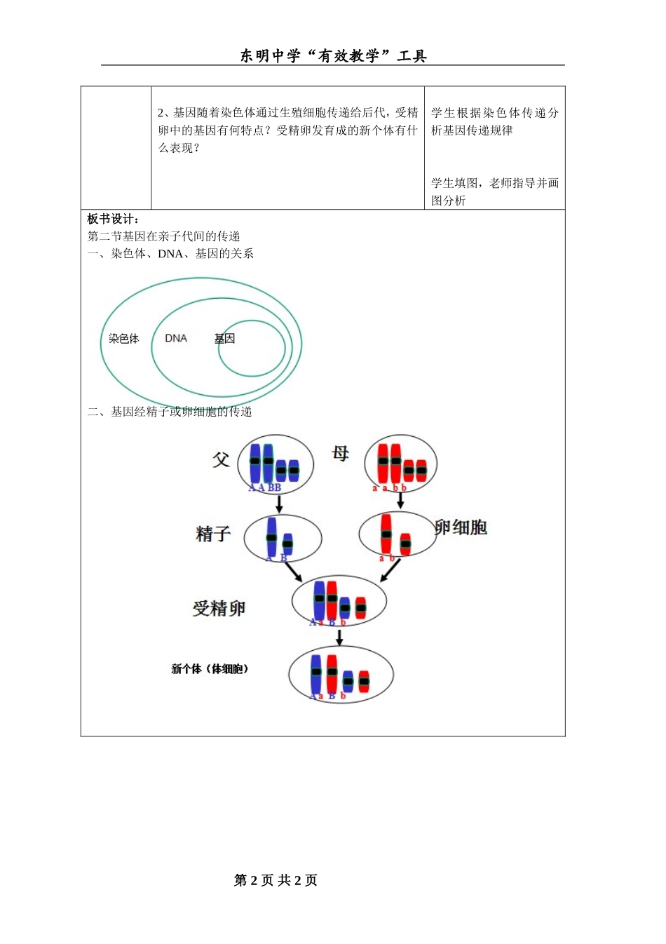 基因在亲子代间的传递导学预案_第2页