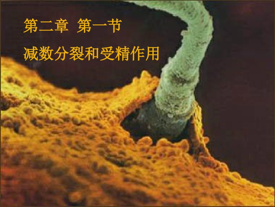 第一节减数分裂和受精作用_第1页