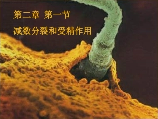 第一节减数分裂和受精作用