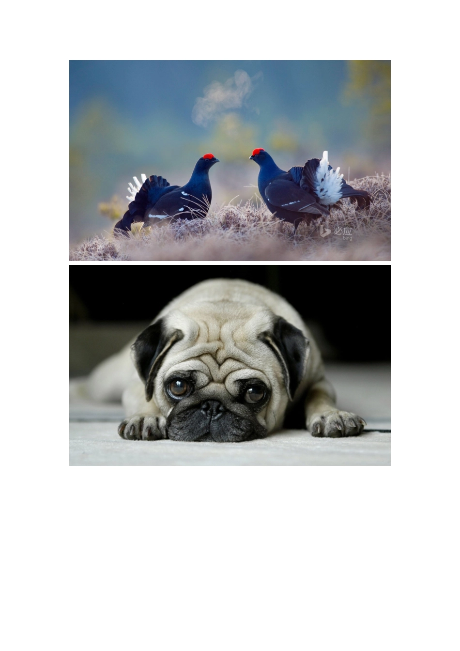 素材——动物_第2页