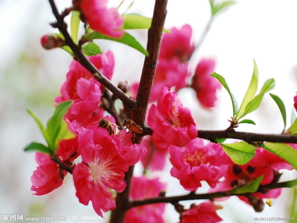 (语文S版)五年级语文上册课件_大自然的语言_2(1)_第2页