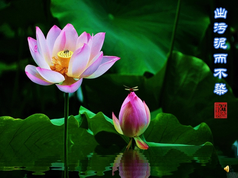 (语文S版)五年级语文上册课件_大自然的语言_2(1)_第3页