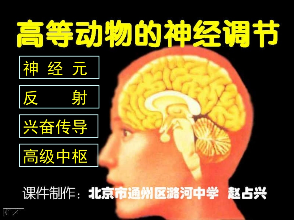 神经调节（上课用）_第2页